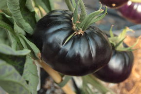 Tomate, tomate Heirloom 'Black Beauty'