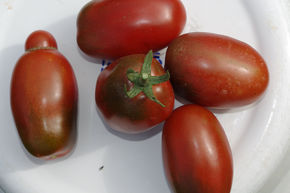 Tomate Sauvage Black Plum BIO