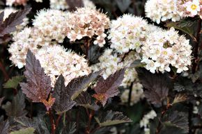 Physocarpe � feuille d'obier 'Diabolo�'