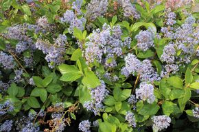 Fleur de vigne bleue 'Gloire de Versailles'