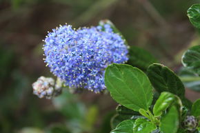 Sabl� bleu 'Italian Skies'