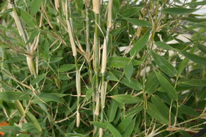Bambou � �cailles de dragon bleu 'Blue Lizard�'