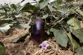 Aubergine Benarys Reine Bleue