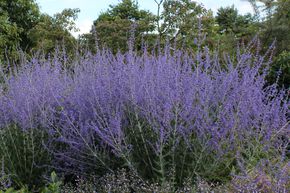 Sauge de Russie 'Blue Spire'