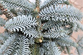 Sapin bleu / Sapin argent�