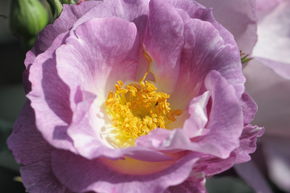 Rosier 'Blue for You�'