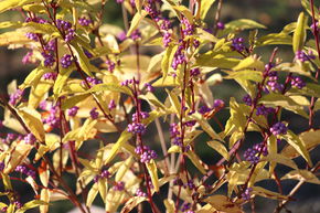 Arbuste aux bonbons d'Am�rique 'Issai' (beautyberry)