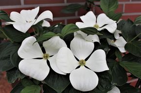 Cornouiller japonnais 'Cornus Venus'