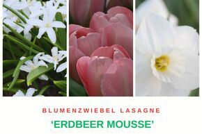 Bulbes � fleurs 'Erdbeer Mousse' (Mousse de fraise)