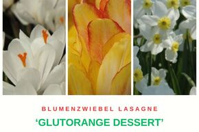 Bulbes � fleurs 'Glutorange Dessert' (Dessert orange sanguine)