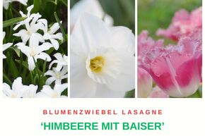 Bulbes � fleurs 'Himbeere mit Baiser' (Framboise et meringue)