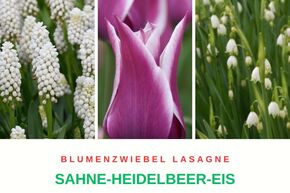 Bulbes � fleurs 'Sahne-Heidelbeer-Eis' (Glace � la cr�me et aux myrtilles)