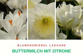 Bulbes � fleurs 'Zitrone mit Buttermilch' (Beurre au citron)