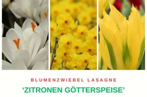 Bulbes � fleurs Zitronen G�tterspeise' (gel�e de citron)