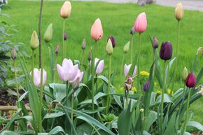 Massif de bulbes � fleurs 'Fr�hlings-Sorbet' (Sorbet de printemps)