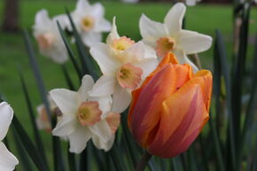 Massif de bulbes � fleurs 'Fr�hlingsfreuden' (Joies du printemps)