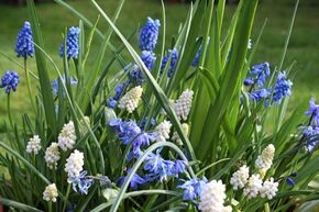 Massif de bulbes � fleurs 'Fr�hlingsfrische' (Fra�cheur printani�re)