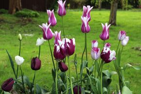 Massif de bulbes � fleurs 'Fr�hlingsgruss' (Salut du printemps)