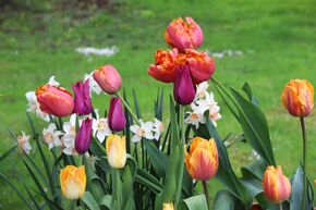 Massif de bulbes � fleurs 'Fr�hlingsleuchten' (Lueur printani�re)