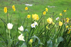 Massif de bulbes � fleurs 'Fr�hlingssonne' (Soleil de printemps)