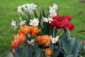 Massif de bulbes 'Osterfeuer' (Feu de P�ques)