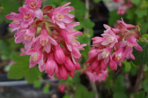 Groseillier sanguin 'King Edward VII'
