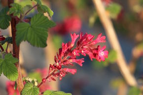 Groseillier sanguin 'RedHope'�