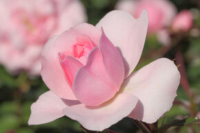Rosier Bonica 82�