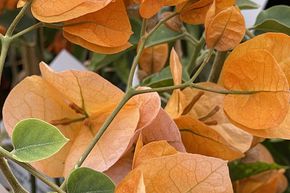 Bougainvillier 'California Sunset'