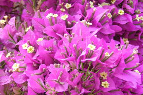 Bougainvillier 'Sanderiana'