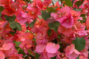 Bougainvillier 'Scarlett O'Hara'