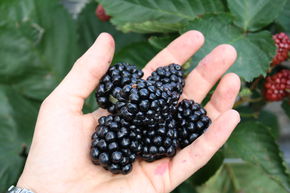 M�re Direttissima� Montblanc�