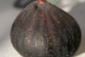 Figuier 'Brown Turkey'