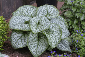 Brunnera macrophylla 'Jack of Diamonds' (S)