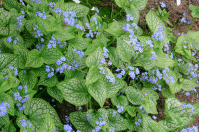 Brunnera macrophylla 'Silver Star' (S)