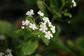 Brunn�re � grandes feuilles 'Betty Bowring'
