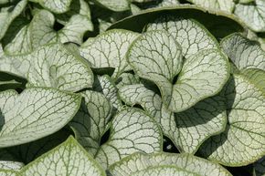 Brunn�re � grandes feuilles 'Jack Frost'