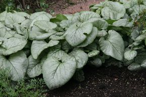 Brunn�re � grandes feuilles 'Looking Glass'