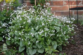 Brunn�re � grandes feuilles 'Mr. Morse'