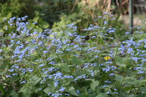 Brunn�re � grandes feuilles