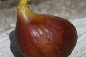 Figuier 'Brunswick'