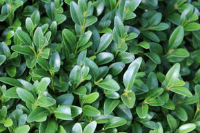 Buis commun 'Arborescens' (50 cm)