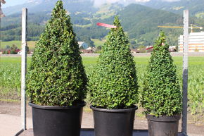 Buis commun 'Arborescens' taill� en c�ne (60 cm)