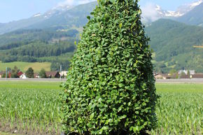Buis commun 'Arborescens' taill� en c�ne (70 cm)