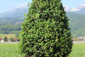 Buis commun 'Arborescens' taill� en c�ne (80 cm)