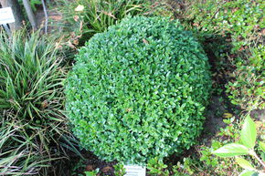 Buis commun 'Arborescens' taill� en boule (30 cm)