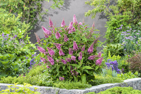 Arbre aux papillons nain Butterfly Candy 'Little Pink'