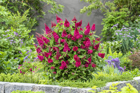 Arbre aux papillons nain Butterfly Candy 'Little Ruby'