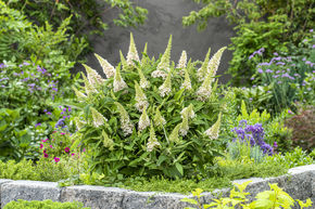 Arbre aux papillons nain' Butterfly Candy 'Little White'