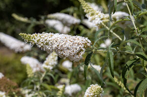 Arbre � papillons 'Peace'